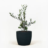 Arbequina Olive Tree in Pot [hide]