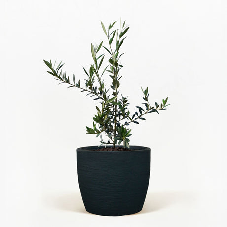 Arbequina Olive Tree in Pot [hide]