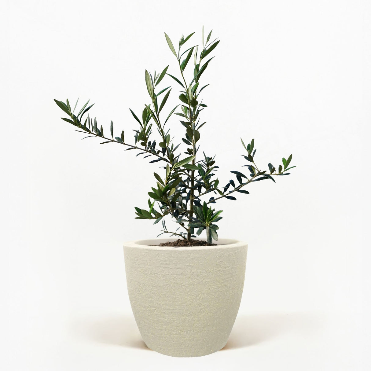 Arbequina Olive Tree in Pot [hide]