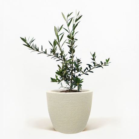 Arbequina Olive Tree in Pot [hide]