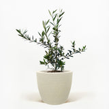 Arbequina Olive Tree in Pot [hide]