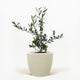 Arbequina Olive Tree in Pot [hide]