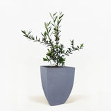 Arbequina Olive Tree in Pot [hide]