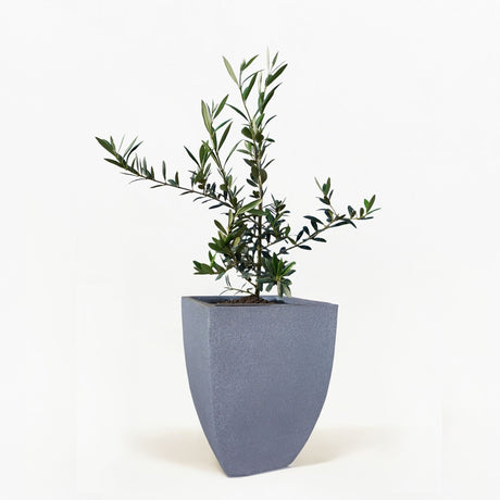 Arbequina Olive Tree in Pot [hide]