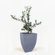 Arbequina Olive Tree in Pot [hide]