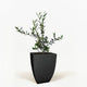 Arbequina Olive Tree