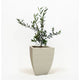 Arbequina Olive Tree