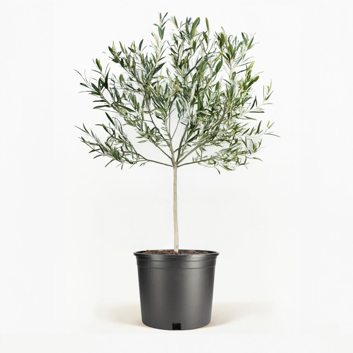 Arbequina Olive Tree