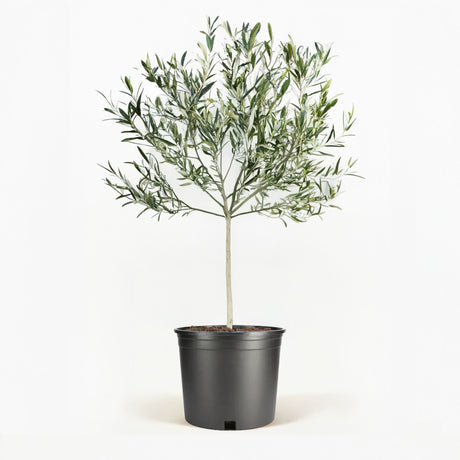 Arbequina Olive Tree