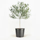 Arbequina Olive Tree in Pot [hide]