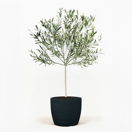Arbequina Olive Tree in Pot [hide]