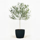 Arbequina Olive Tree in Pot [hide]