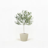 Arbequina Olive Tree in Pot