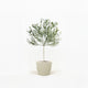 Arbequina Olive Tree in Pot