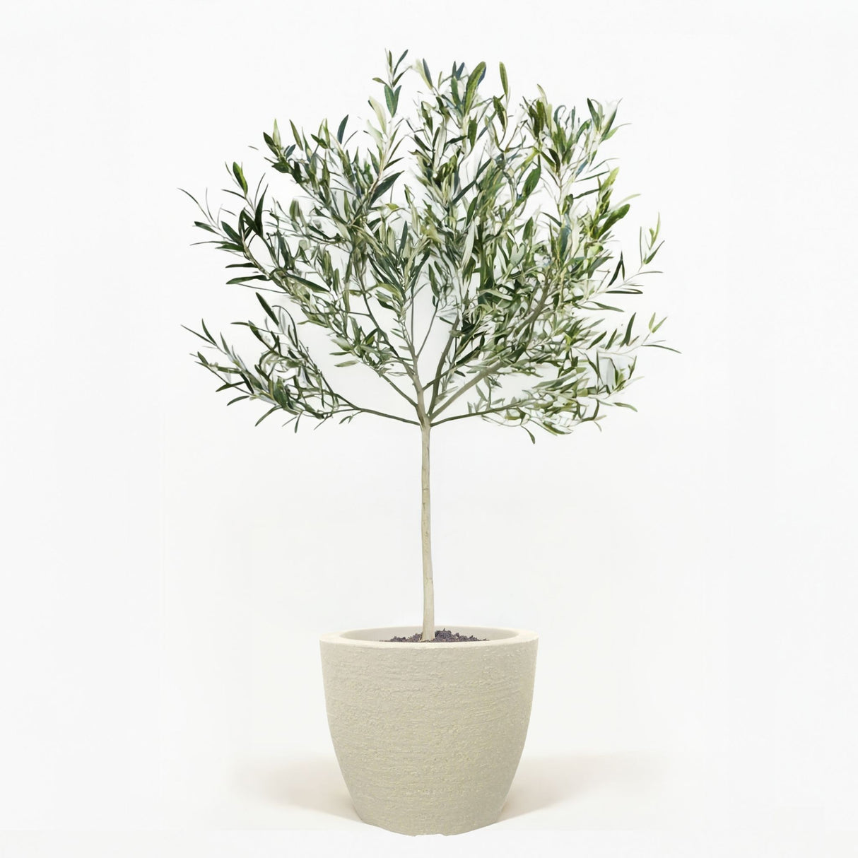 Arbequina Olive Tree in Pot [hide]