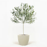Arbequina Olive Tree in Pot [hide]