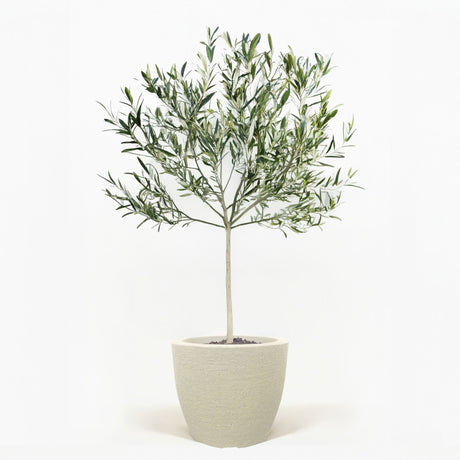 Arbequina Olive Tree in Pot [hide]