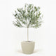Arbequina Olive Tree in Pot [hide]