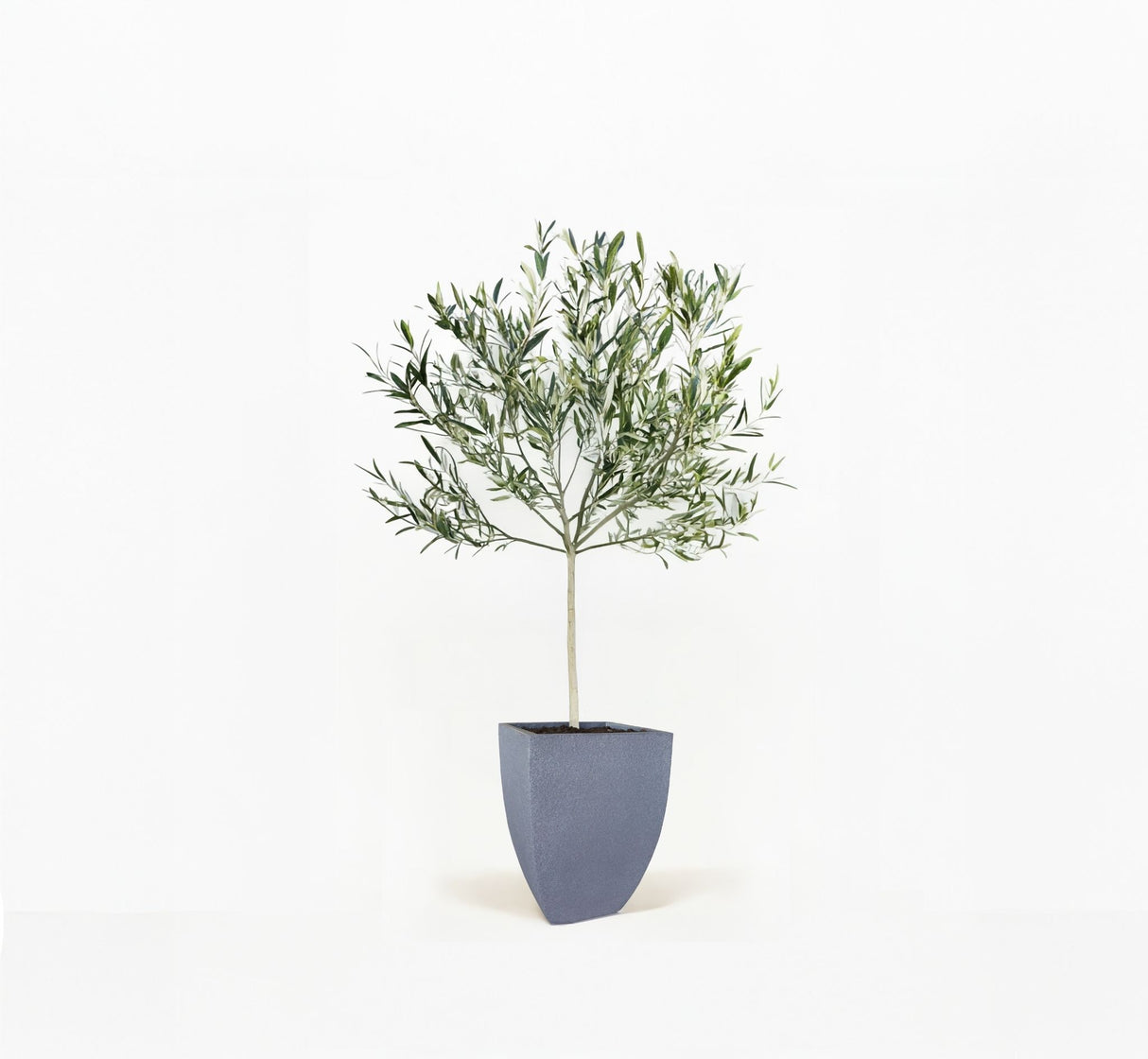 Arbequina Olive Tree in Pot
