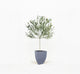 Arbequina Olive Tree in Pot