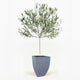 Arbequina Olive Tree in Pot [hide]