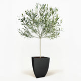 Arbequina Olive Tree