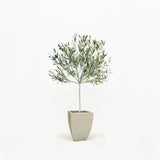 Arbequina Olive Tree in Pot