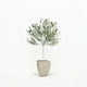 Arbequina Olive Tree in Pot