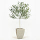 Arbequina Olive Tree