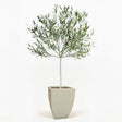 Arbequina Olive Tree in Pot [hide]