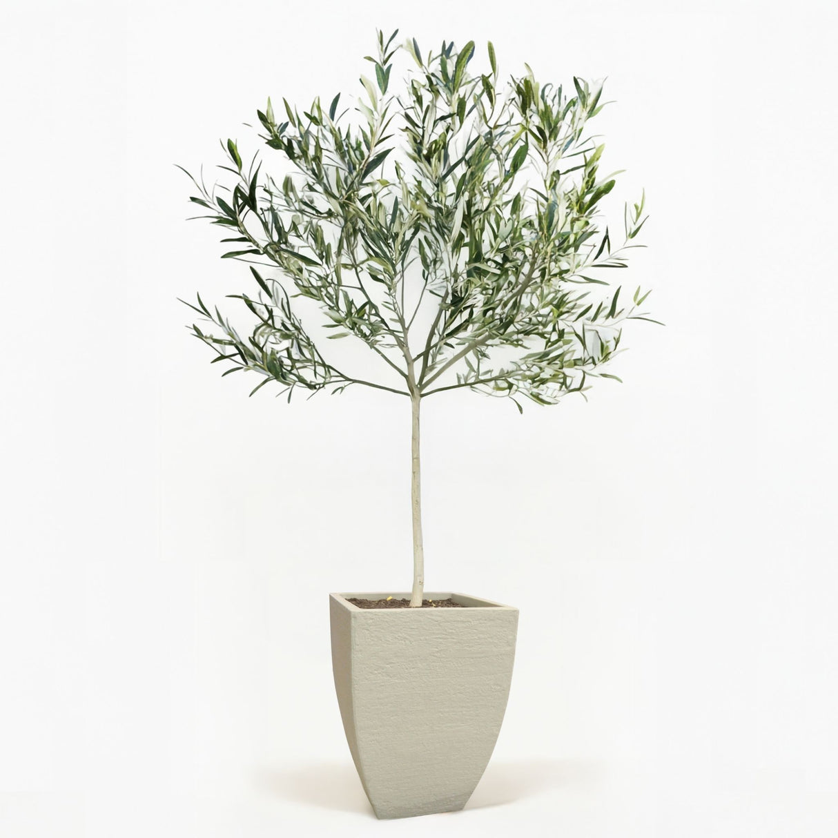 Arbequina Olive Tree in Pot [hide]