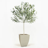 Arbequina Olive Tree in Pot [hide]