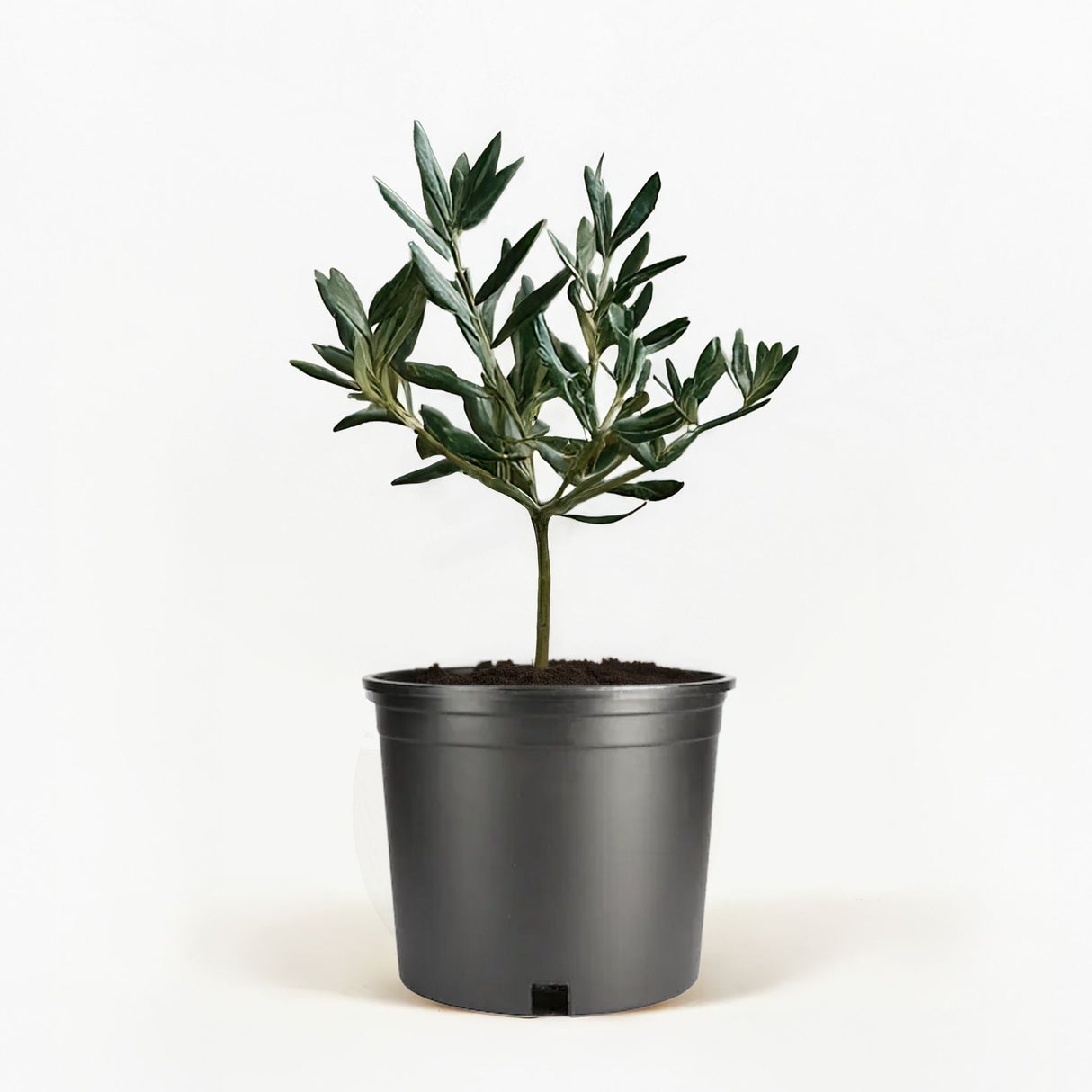 Arbequina Olive Tree