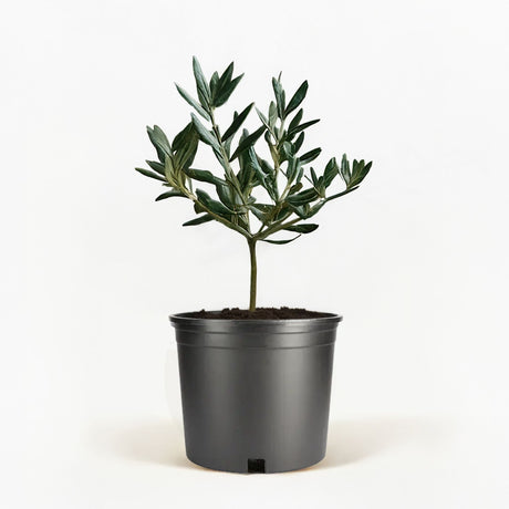 Arbequina Olive Tree