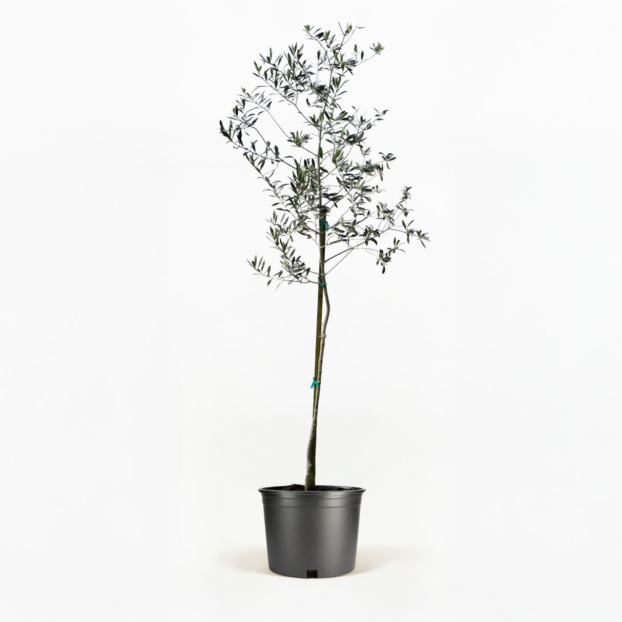 Arbequina Olive Tree in Pot