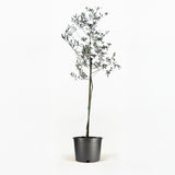 Arbequina Olive Tree in Pot