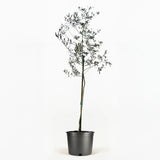 Arbequina Olive Tree