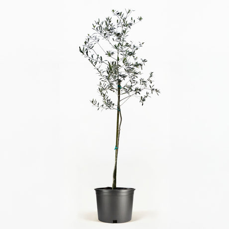 Arbequina Olive Tree in Pot [hide]