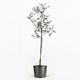 Arbequina Olive Tree in Pot [hide]