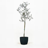 Arbequina Olive Tree in Pot
