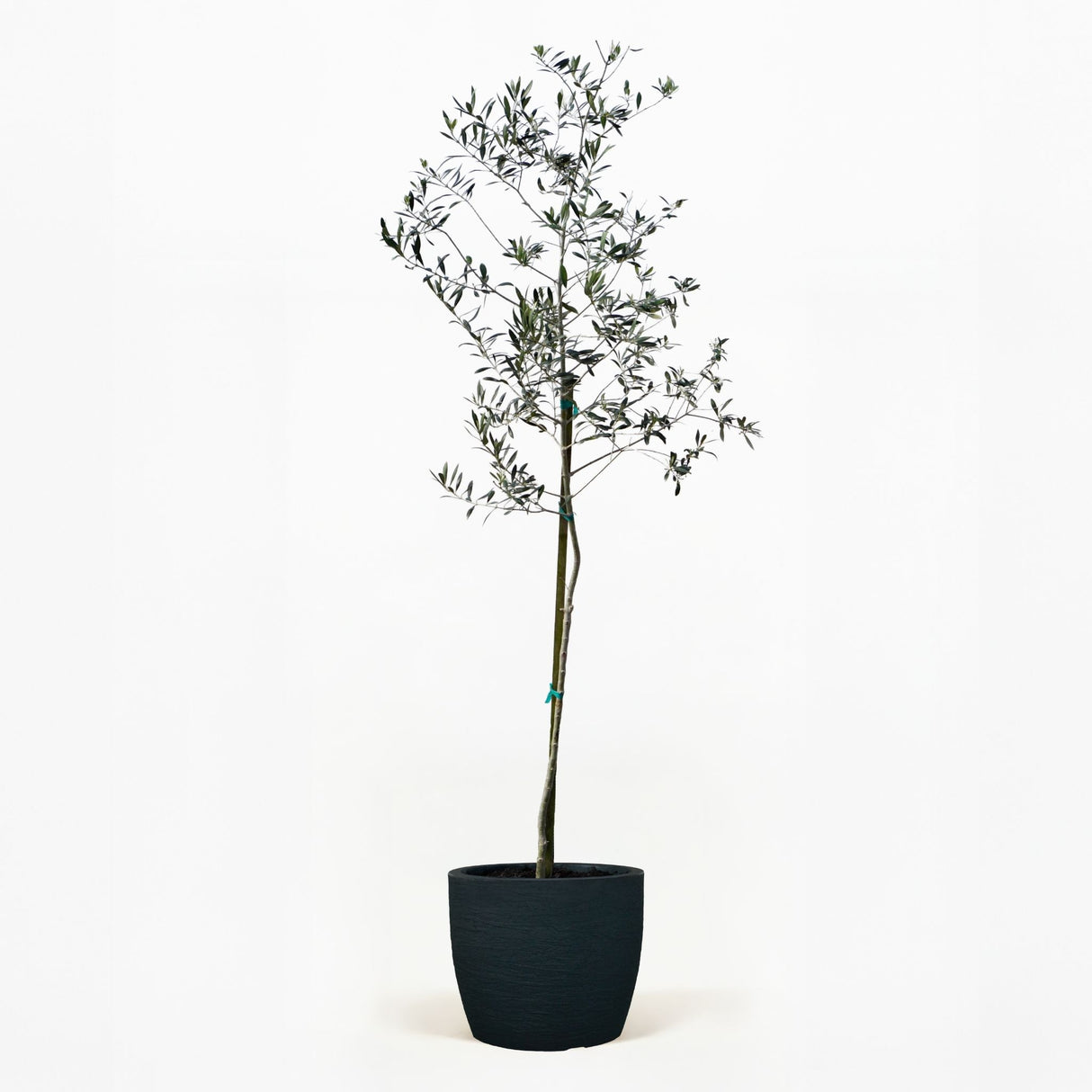 Arbequina Olive Tree