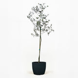 Arbequina Olive Tree in Pot [hide]