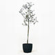 Arbequina Olive Tree in Pot [hide]