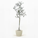 Arbequina Olive Tree