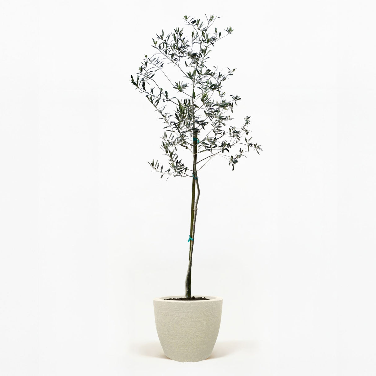 Arbequina Olive Tree in Pot [hide]