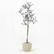 Arbequina Olive Tree in Pot [hide]