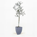 Arbequina Olive Tree in Pot