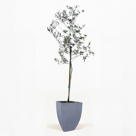 Arbequina Olive Tree in Pot [hide]