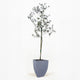 Arbequina Olive Tree in Pot [hide]