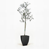 Arbequina Olive Tree in Pot